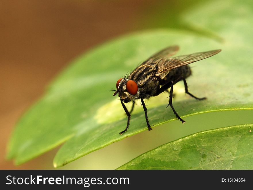 Red-eyed housefly on green leaf with orange background