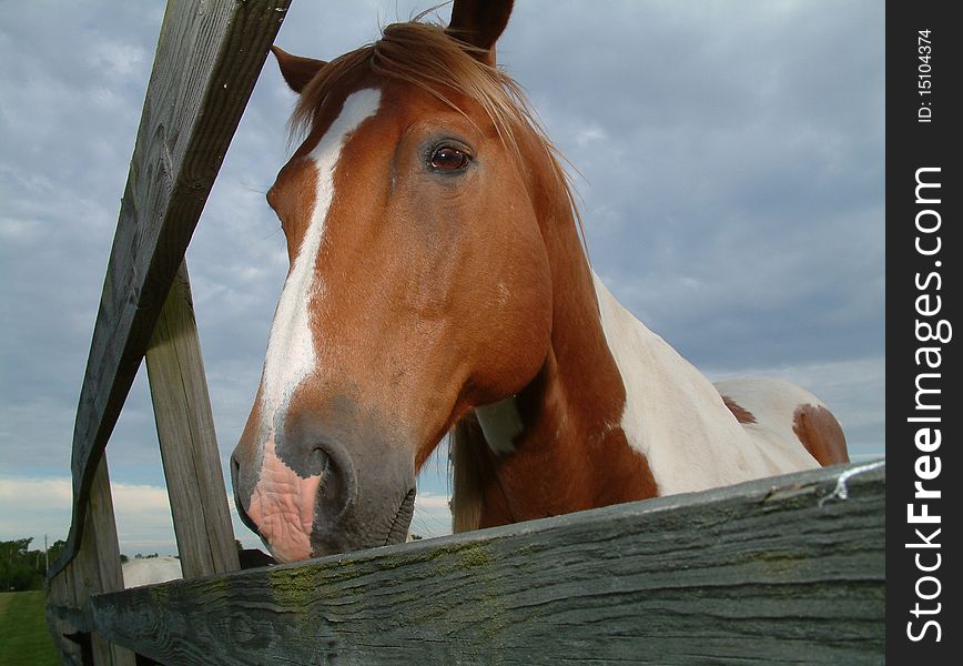 Closeup of a horse head from behind fence. Closeup of a horse head from behind fence