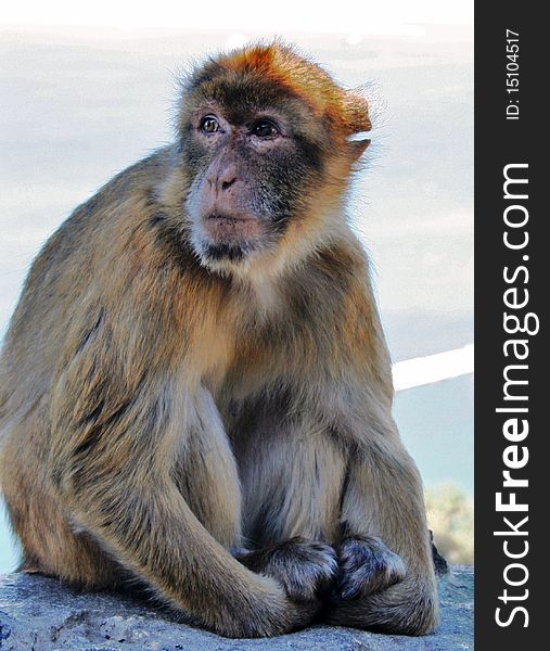 Gibraltar is home to around 230 Barbary Macaques, (commonly confused with apes), the only wild monkeys found in Europe.[