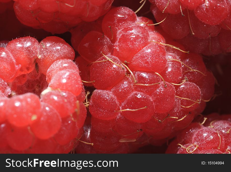 Juicy Red Raspberries