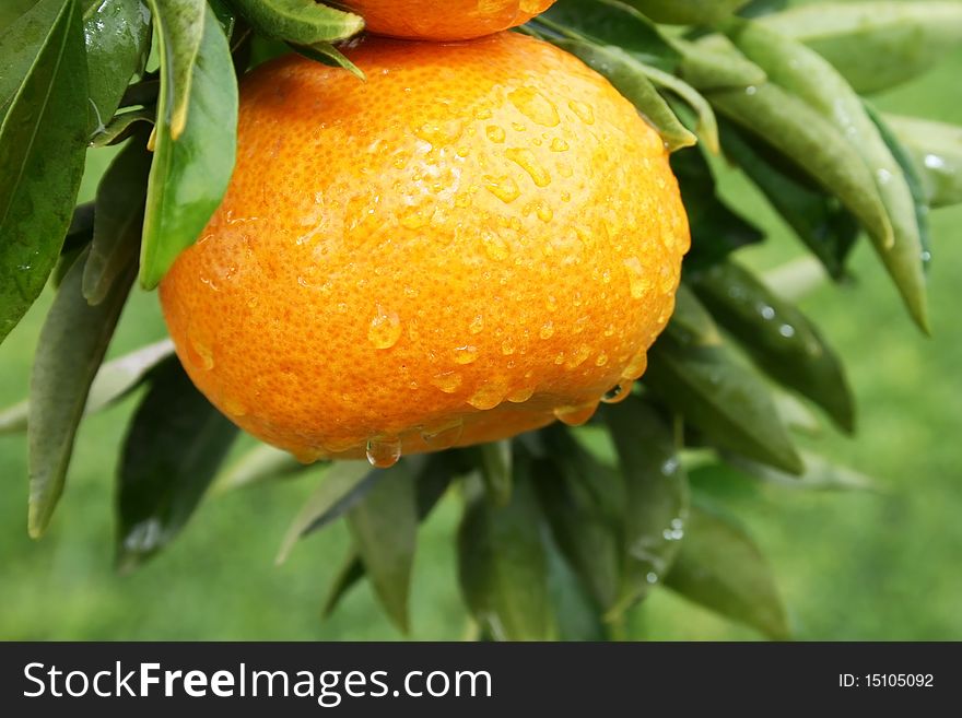 Ripe tangerine with rain drops on the tree.