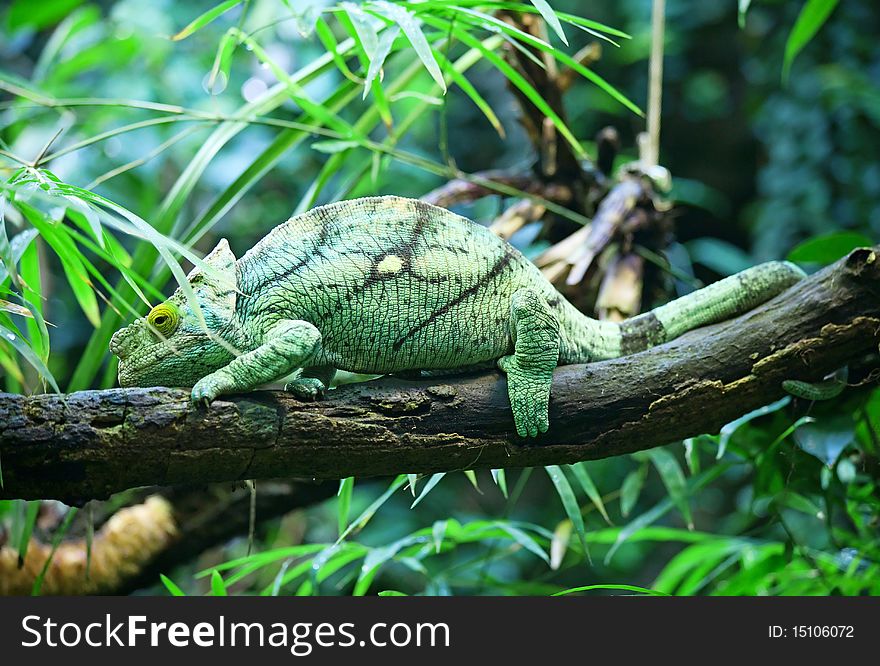 Colorful male chameleon on the tree