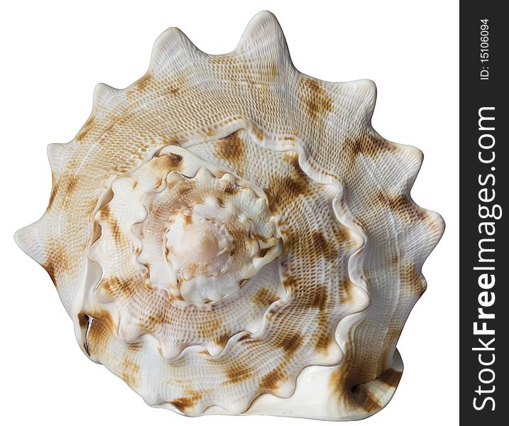 Sea shell(isolated on a white background)