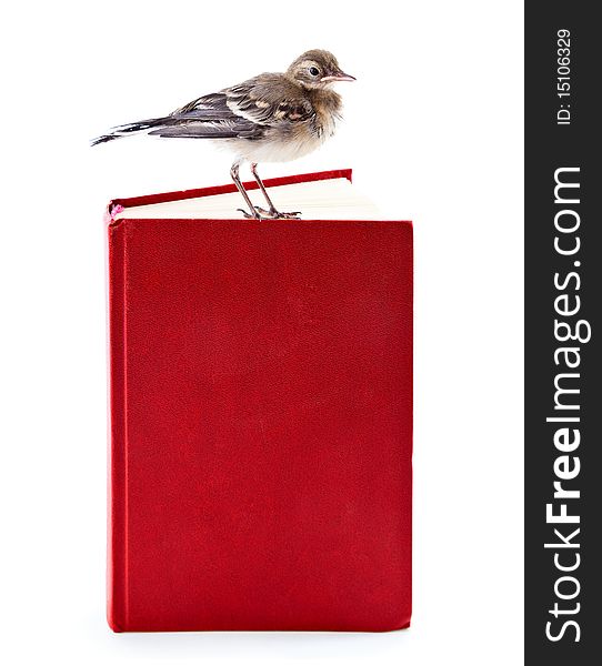 Nestling of bird (wagtail) on book. Isolated on white