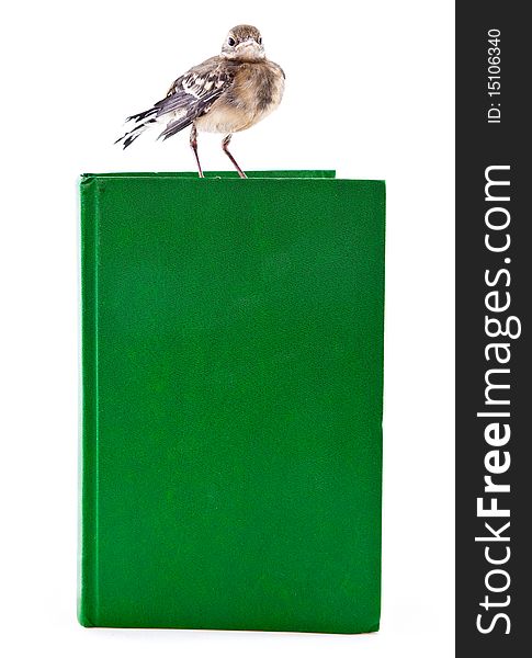 Nestling Of Bird (wagtail) On Book