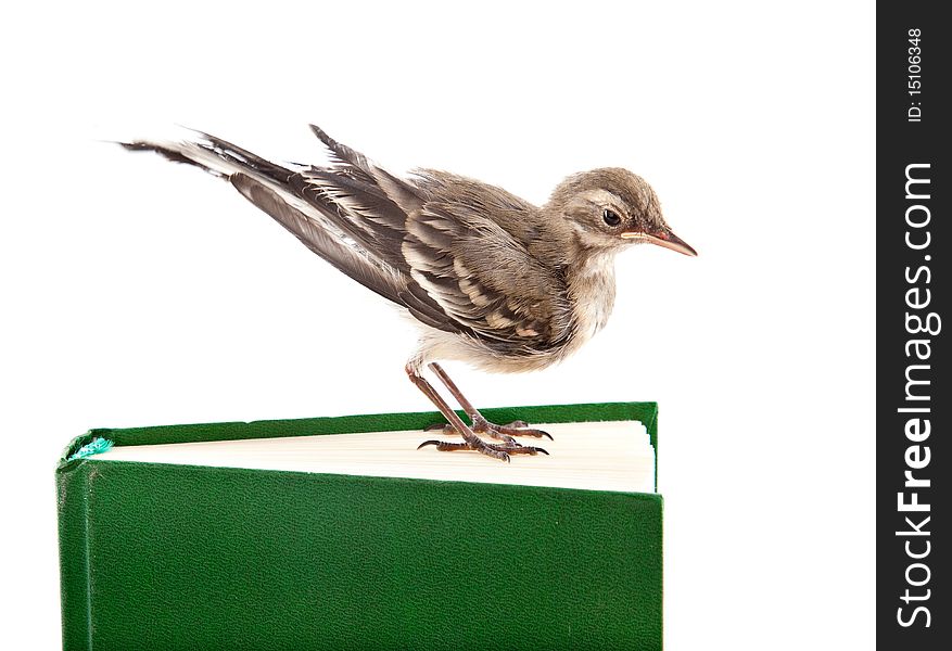 Nestling Of Bird (wagtail) On Book