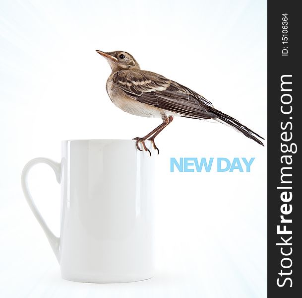 Nestling of bird (wagtail) on cup