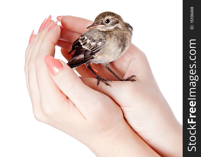 Nestling of bird (wagtail) on hand. Isolated on white