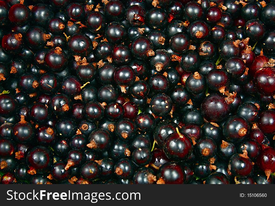 A black currants berry background. A black currants berry background