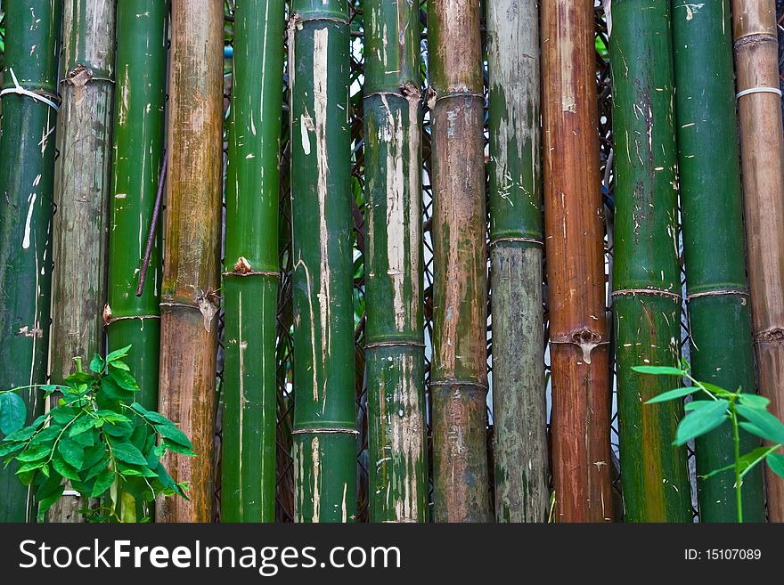 Texture of bamboo fence with plant