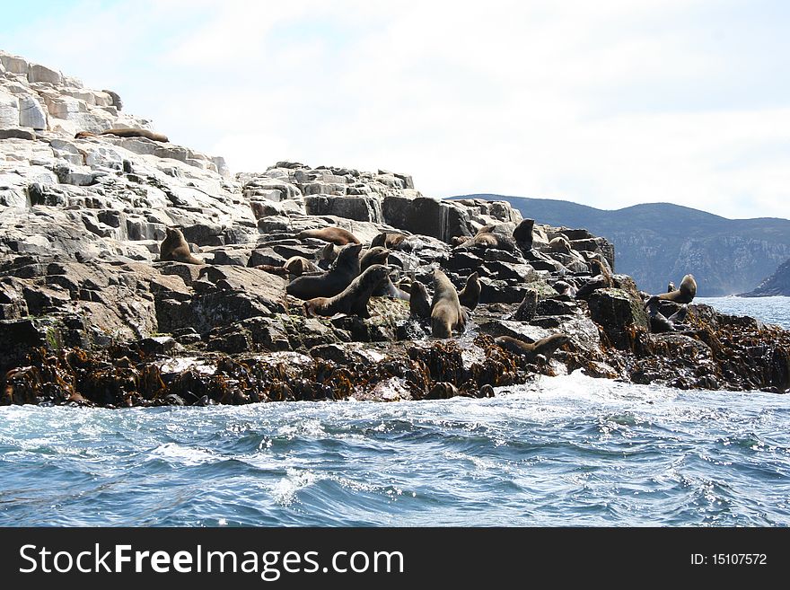 Australian fur seal colony on Bruny Island, SE Tasmania. Australian fur seal colony on Bruny Island, SE Tasmania