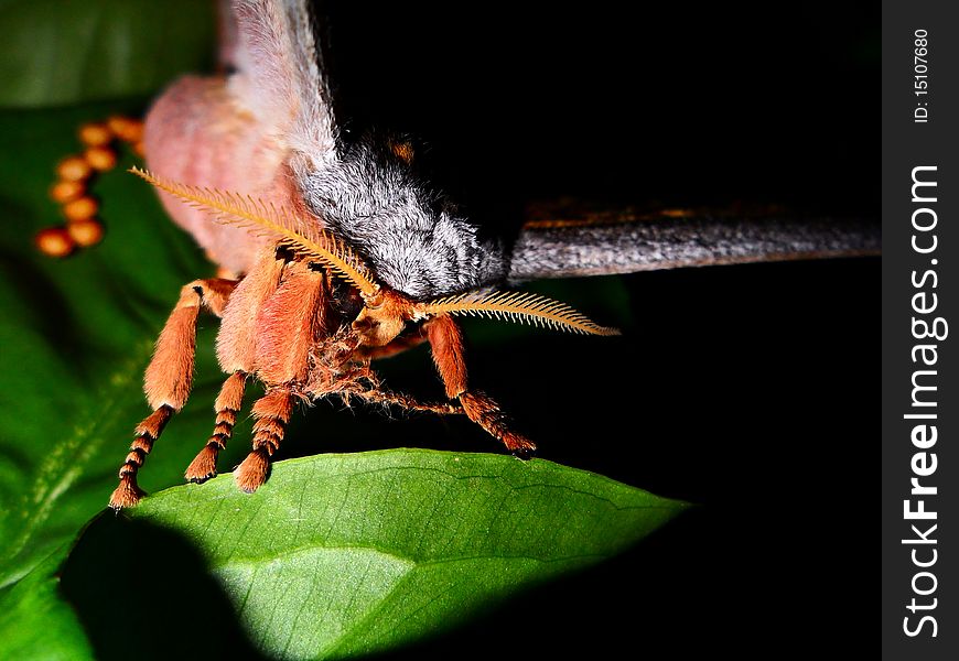 Close up photograph of the front part of a giant butterfly. Close up photograph of the front part of a giant butterfly.