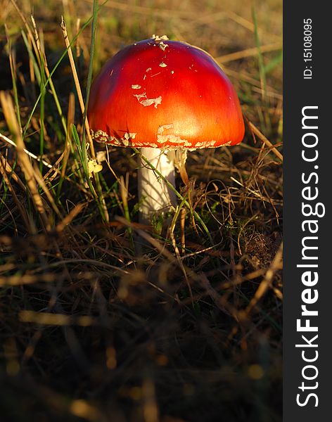 Picture of a fly agaric in the grass