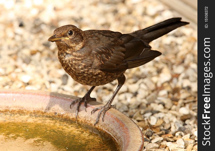Close up of a young Blackbird enjoying a drink