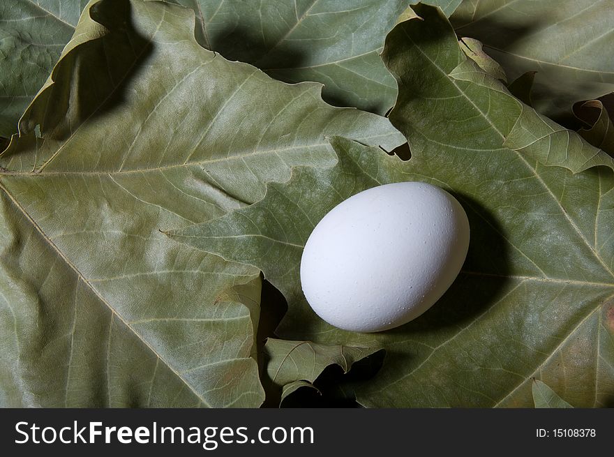 White egg on the foliage. White egg on the foliage