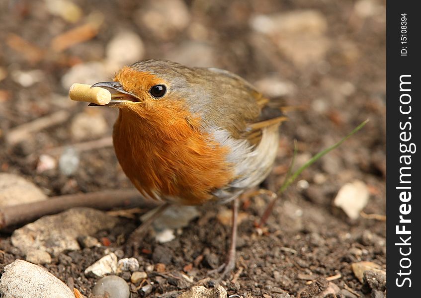 Close up of a Robin collecting suet to feed his baby