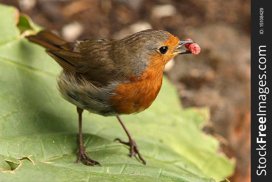 Close up of a Robin collecting suet to feed his baby