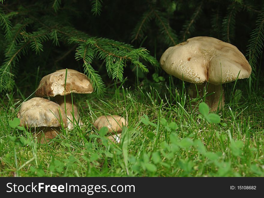 Four growing boletus on background of spruce. Four growing boletus on background of spruce