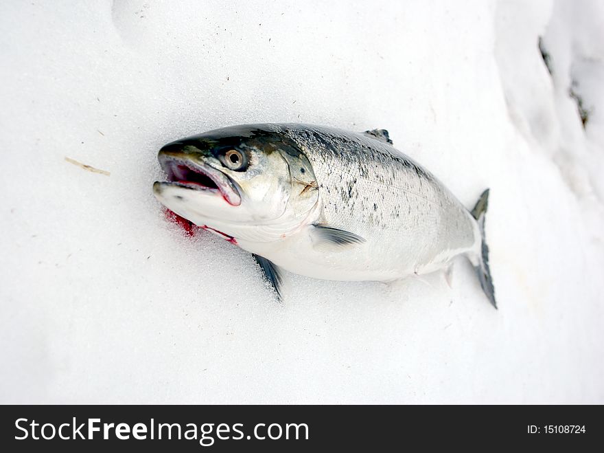 Large lying on snow salmon. Large lying on snow salmon