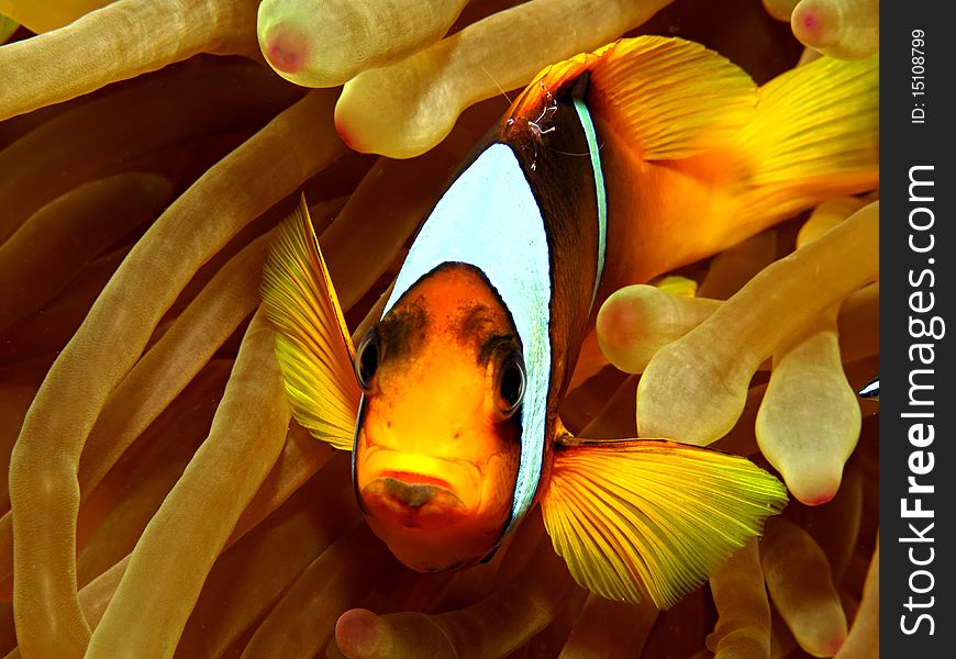 Anemonefish