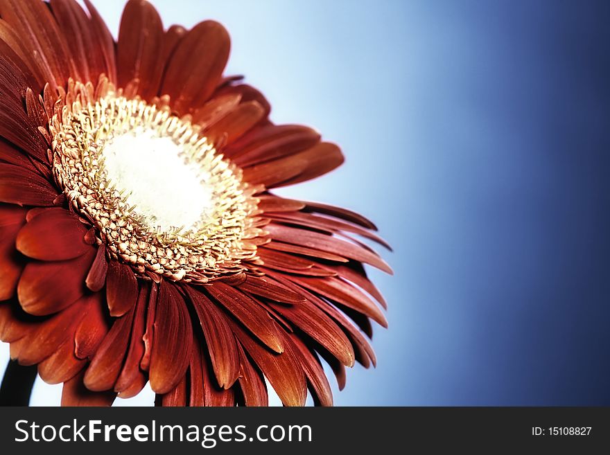 Red Gerbera On Blue Background