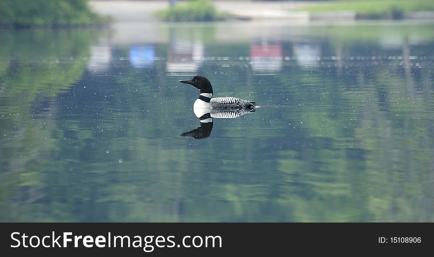 A loon swims gracefully along the water in search of his evening meal. A loon swims gracefully along the water in search of his evening meal.