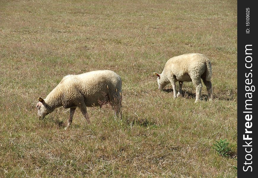Sheep grazing in field in Brittany