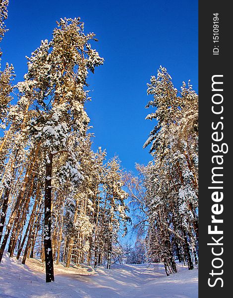 Winter forest in Tyan-shan mountains