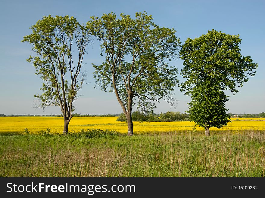 Three trees against it is green a yellow field. Three trees against it is green a yellow field