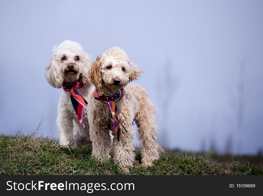 Two poodles posing on grass. Two poodles posing on grass