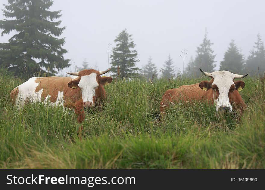 Cows sitting on green meadow. Cows sitting on green meadow