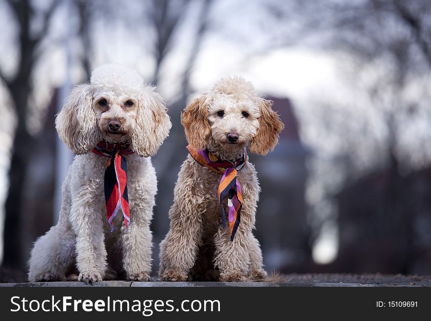 Two poodles posing in park. Two poodles posing in park