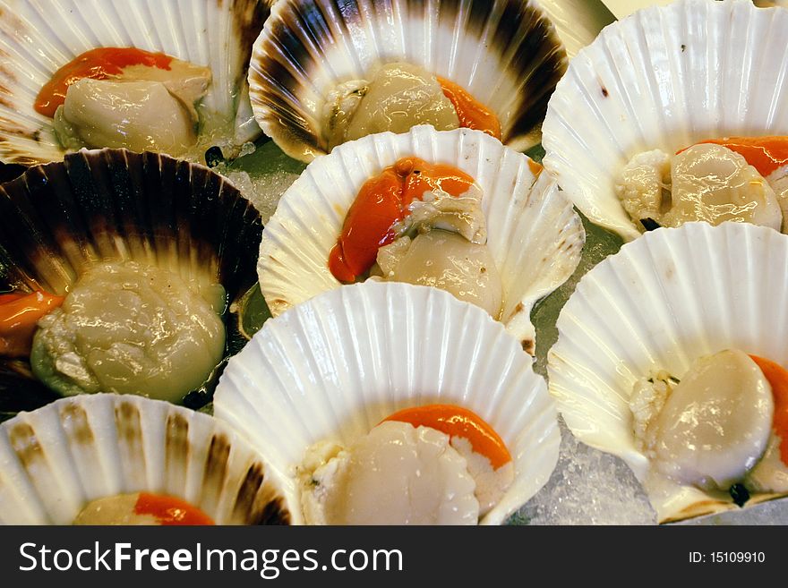 Cockleshells of molluscs on ice