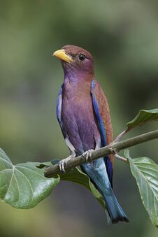 Free Broad-billed Roller Eurystomus Glaucurus Royalty Free Stock Photography - 151009557