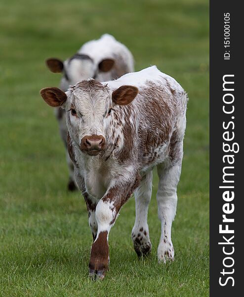 Close up shot of Longhorn Cattle in a green, grassy field in the UK. Close up shot of Longhorn Cattle in a green, grassy field in the UK