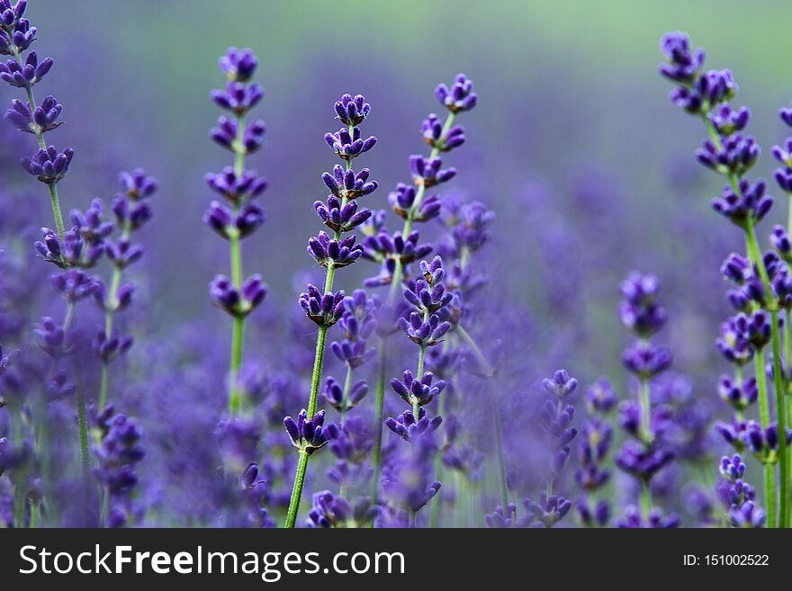 A picture from the beautiful fields of Provance during the summer and full of lavender in bloom. A picture from the beautiful fields of Provance during the summer and full of lavender in bloom.