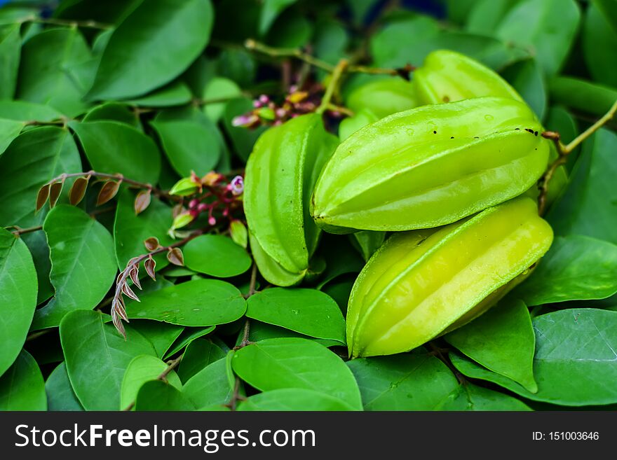 Gooseberry or Star apple, Fresh gooseberry on the tree, green leaves in the garden, agricultural crops