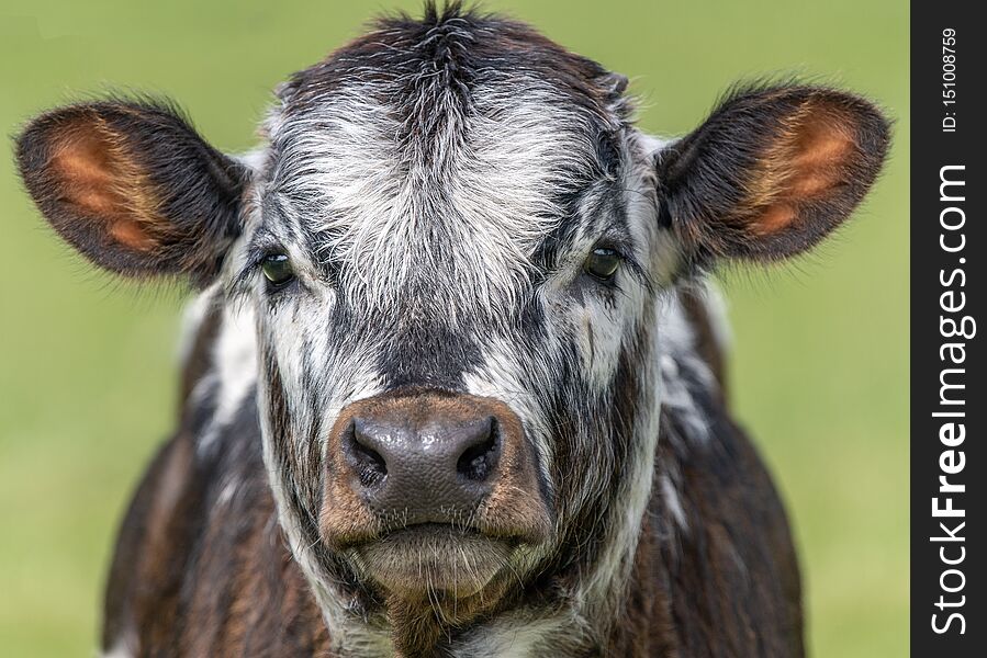 Close up shot of Longhorn Cattle in a green, grassy field in the UK. Close up shot of Longhorn Cattle in a green, grassy field in the UK