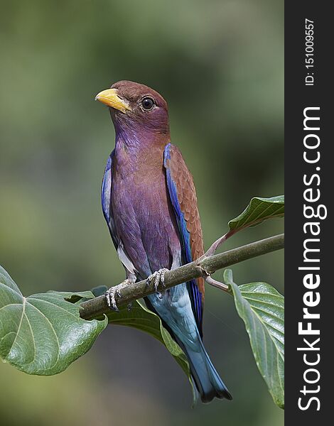 Broad-billed roller in its natural habitat in Gambia. Broad-billed roller in its natural habitat in Gambia