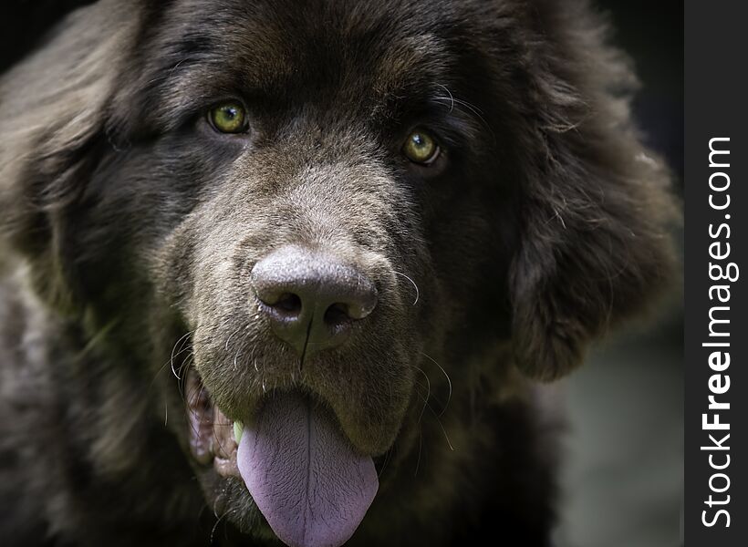 Face of a brown Newfoundland puppy with it`s tongue hanging out. Face of a brown Newfoundland puppy with it`s tongue hanging out