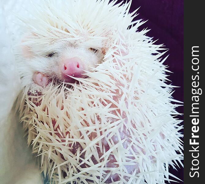 Baby albino Hedgehog