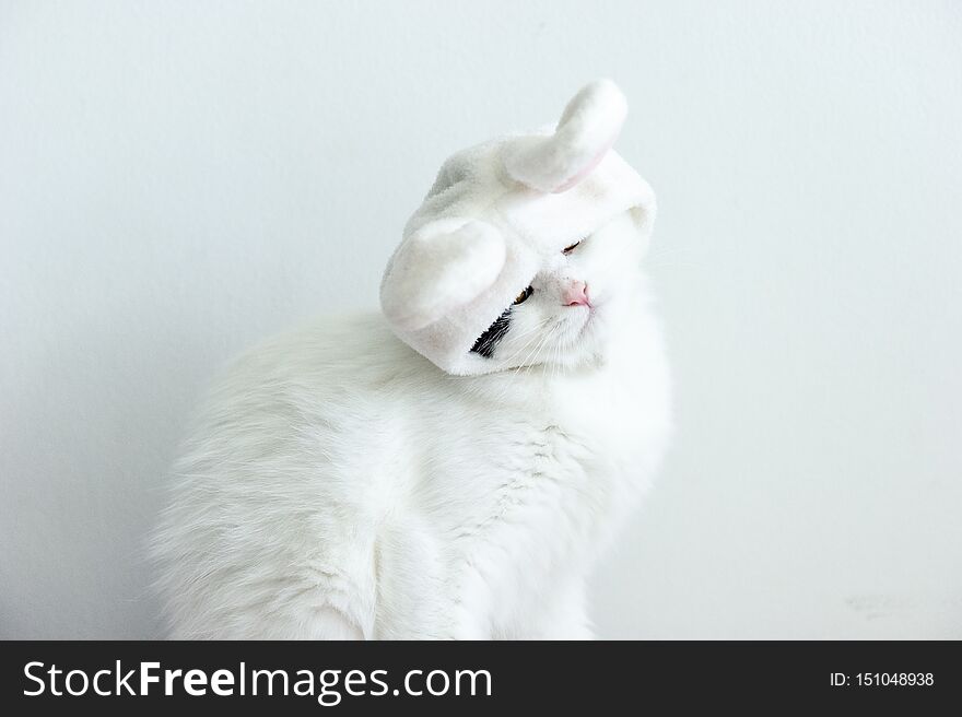 white and black Persian cat in rabbit hat with white background ,looking cute and shy. white and black Persian cat in rabbit hat with white background ,looking cute and shy