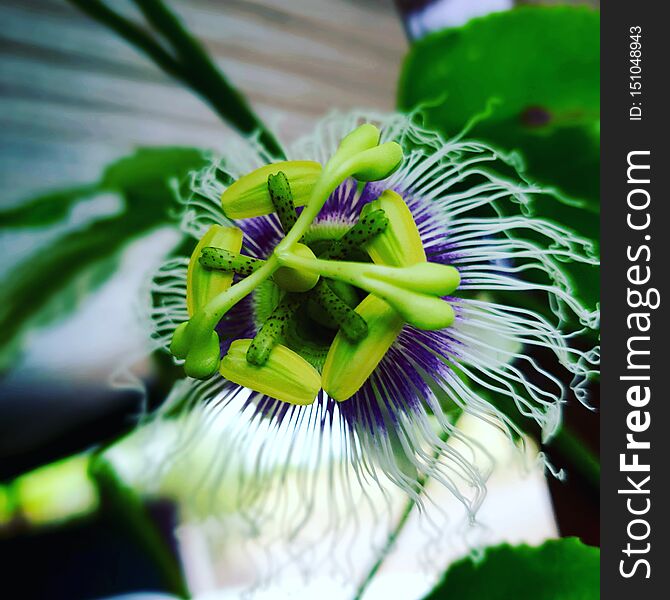 Weird but wonderful grenadella flower photographed in Bloemfontein, South Africa