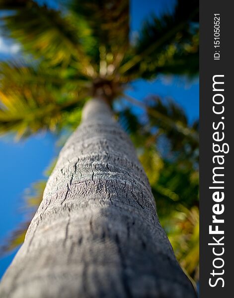 Palm tree and blue sky from low angle in Key West, Florida