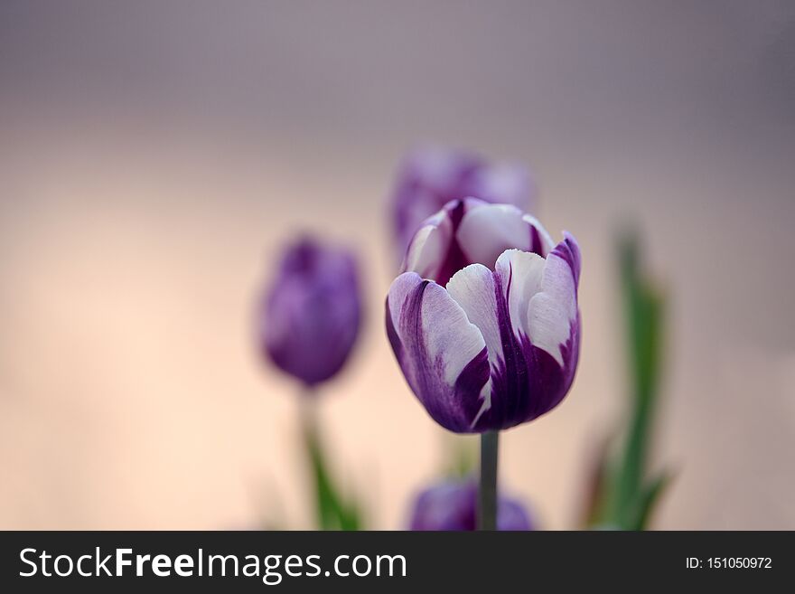 Beautiful And Colorful Dark Violet And White Tulips With Nice Bokeh On Sunset Light. Large Close-up Photography From Tulip