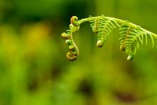 A Fern Leaf Royalty Free Stock Photography A Fern Leaf Royalty Free Stock Photography