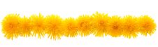 Yellow Dandelions Royalty Free Stock Photo Yellow Dandelions Royalty Free Stock Photo