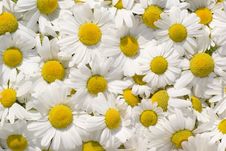 Camomile Royalty Free Stock Image