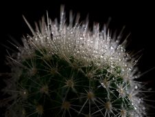 Cactus Royalty Free Stock Image Cactus Royalty Free Stock Image