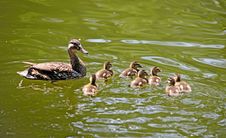 Mallard Duck And Ducklings Royalty Free Stock Photography